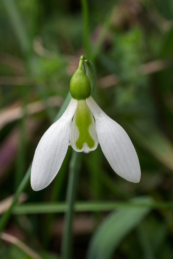 Galanthus x valentenei nothosubsp. sublicatus, Thrace, 2/3/16. Variation in flower shape and markings.