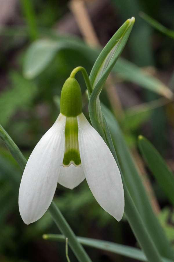 Galanthus x valentenei nothosubsp. sublicatus, Thrace, 2/3/16. Variation in flower shape and markings.