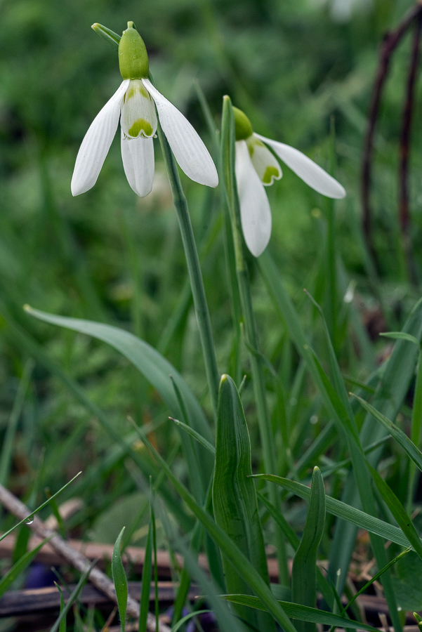 Galanthus x valentenei nothosubsp. sublicatus, Thrace, 2/3/16. Variation in flower shape and markings.