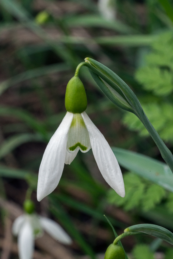 Galanthus x valentenei nothosubsp. sublicatus, Thrace, 2/3/16. Variation in flower shape and markings.