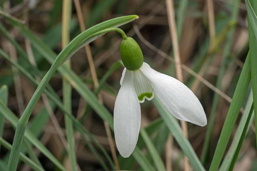 Galanthus x valentenei nothosubsp. sublicatus, Thrace, 2/3/16. Flower shape reminiscent of G. nivalis.