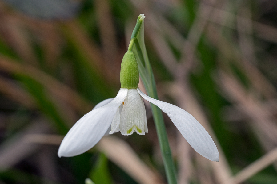 Galanthus x valentenei nothosubsp. sublicatus, Thrace, 2/3/16. Variation in flower shape and markings.