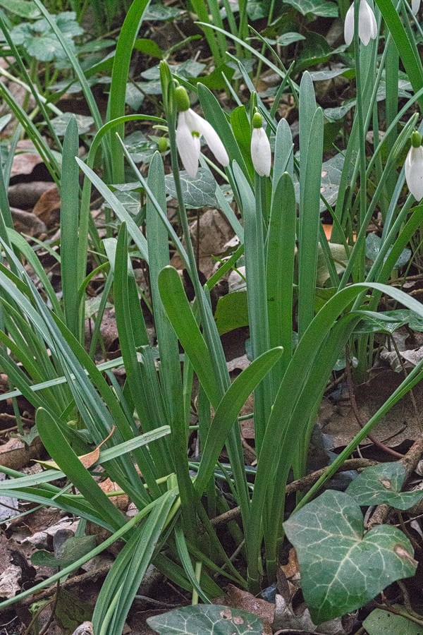 Galanthus x valentenei nothosubsp. sublicatus, Thrace, 2/3/16. Note foliage reminiscent of G. nivalis, perhaps also with a hint of G. gracilis?