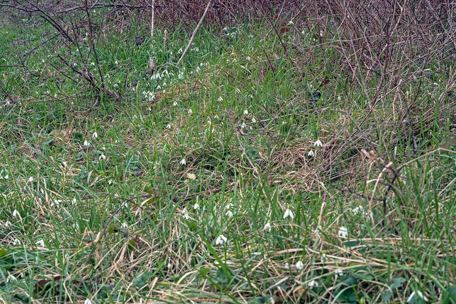 Galanthus x valentenei nothosubsp. sublicatus growing on a grassy bank, Thrace, 2/3/16.