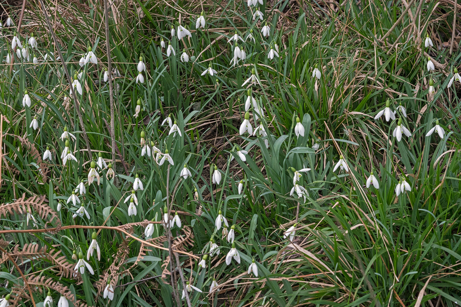 Galanthus x valentenei nothosubsp. sublicatus, Thrace, 2/3/16. Many clones formed small clumps.