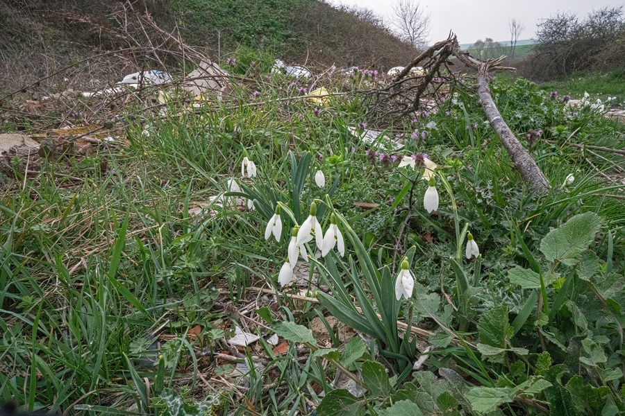 Galanthus x valentenei nothosubsp. subplicatus, growing in a fly-tipping site, Turkish Thrace, 2/3/16.