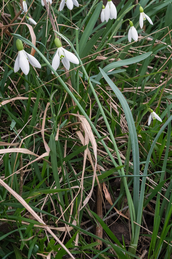 Galanthus x valentenei nothosubsp. sublicatus, Thrace, 2/3/16. An individual producing two scapes from one bulb.