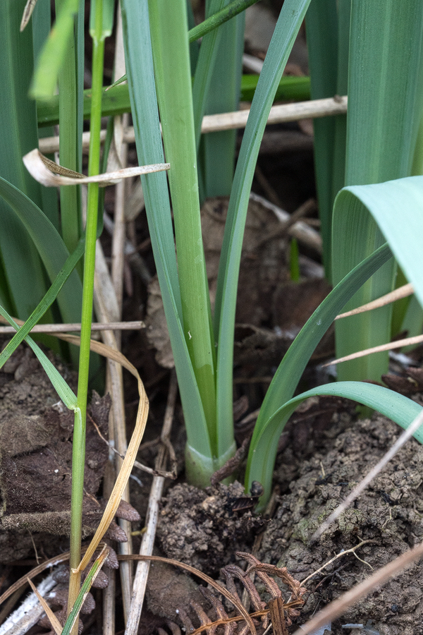 Galanthus x valentenei nothosubsp. sublicatus, Thrace, 2/3/16. Note applanate vernation and flat leaf margins. No sign of G. plicatus influence!