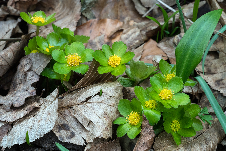Hacquetia epipactis, Slovenia, 28/2/16.