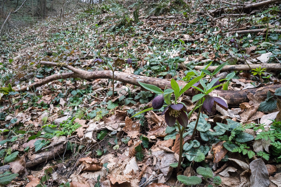 Helleborus atrorubens, Cyclamen purpurascens (foliage) and Galanthus nivalis. Slovenia, 28/2/16.