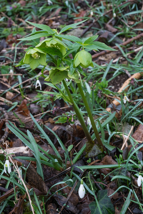 Helleborus odorus and Galanthus nivalis. Slovenia, 29/2/16.
