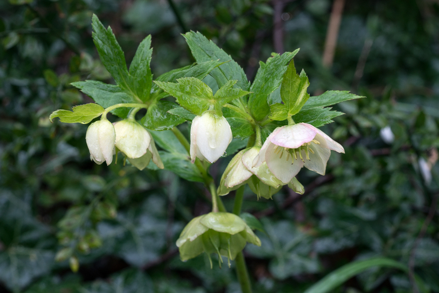 Helleborus orientalis. East of Bosphorus, 3/3/16.