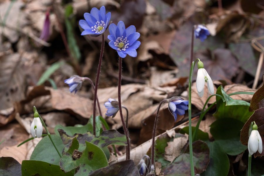 Hepatica nobilis, Slovenia, 28/2/16.