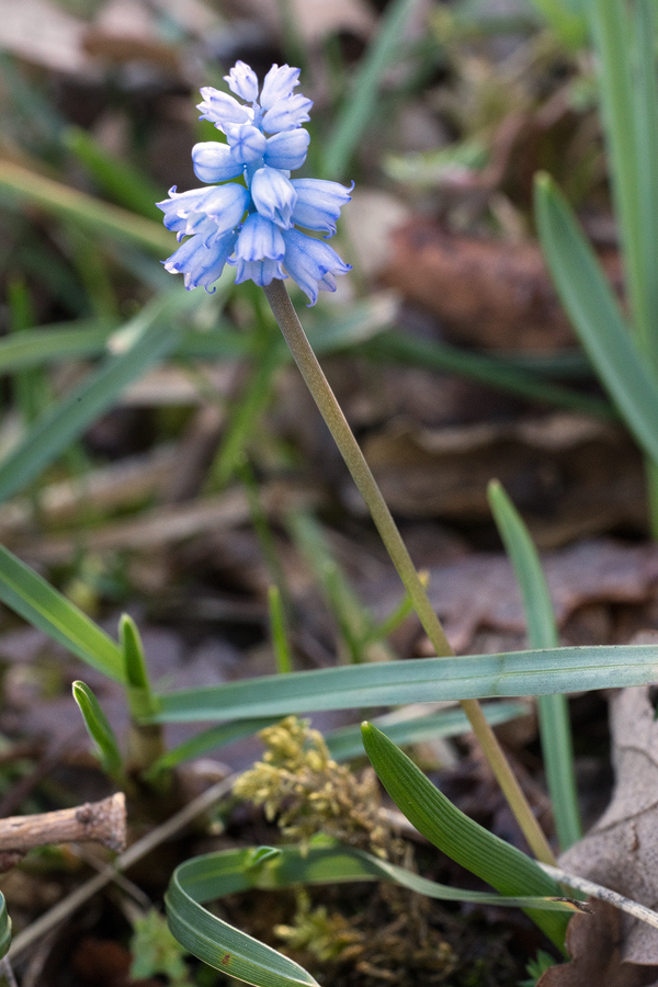 Hyacinthella sp., near Amasya, 7/3/16.