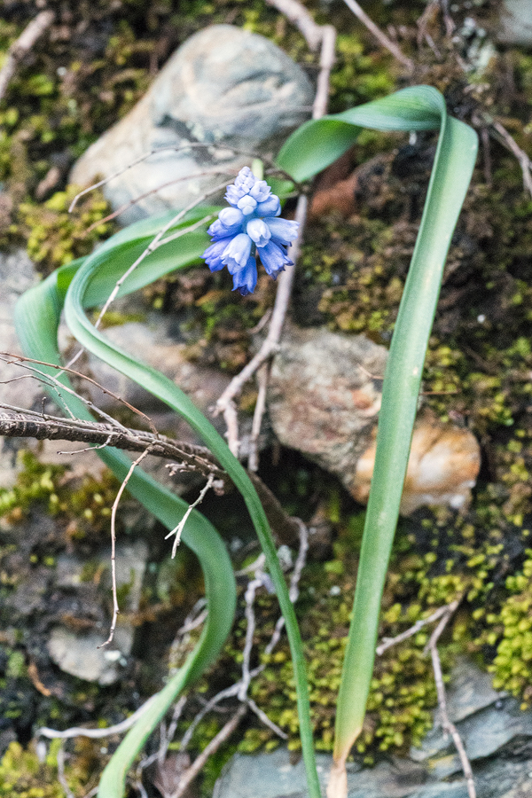 Muscari pseudomuscari, NW Iran, 20/2/16.