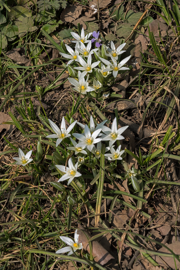 Ornithogalum hyrcanum. Southern Azerbaijan, 16/2/16.
