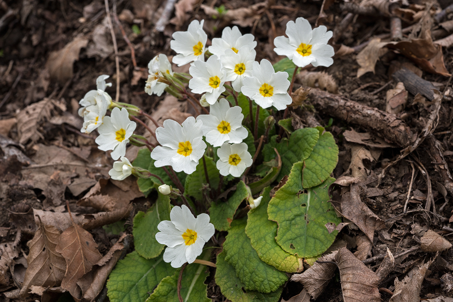 Primula heterochroma. Typical ivory-white flowered form. Southern Azerbaijan, 17/2/16.