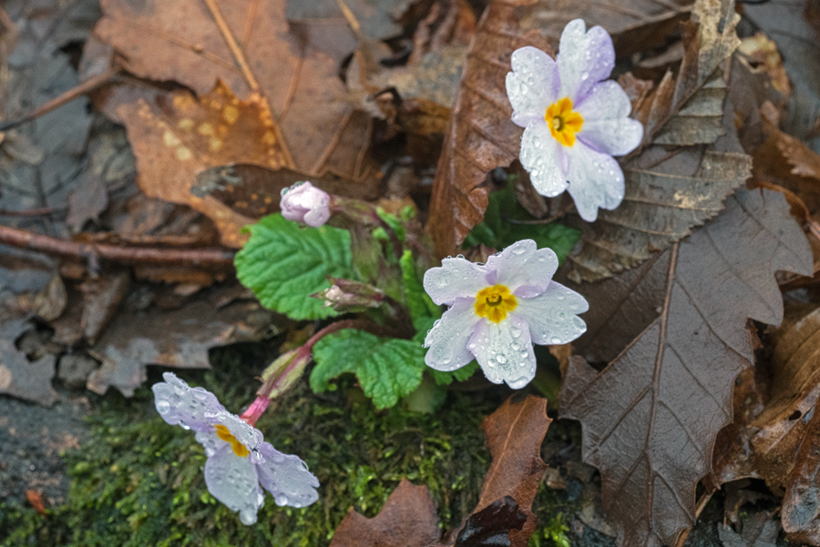 Primula heterochroma. Pale shell-pink flowered form. Southern Azerbaijan, 18/2/16.