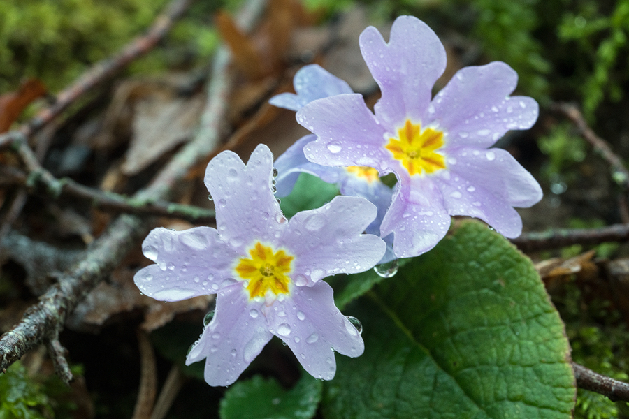 Primula heterochroma. Mauve flowered form. Southern Azerbaijan, 17/2/16.