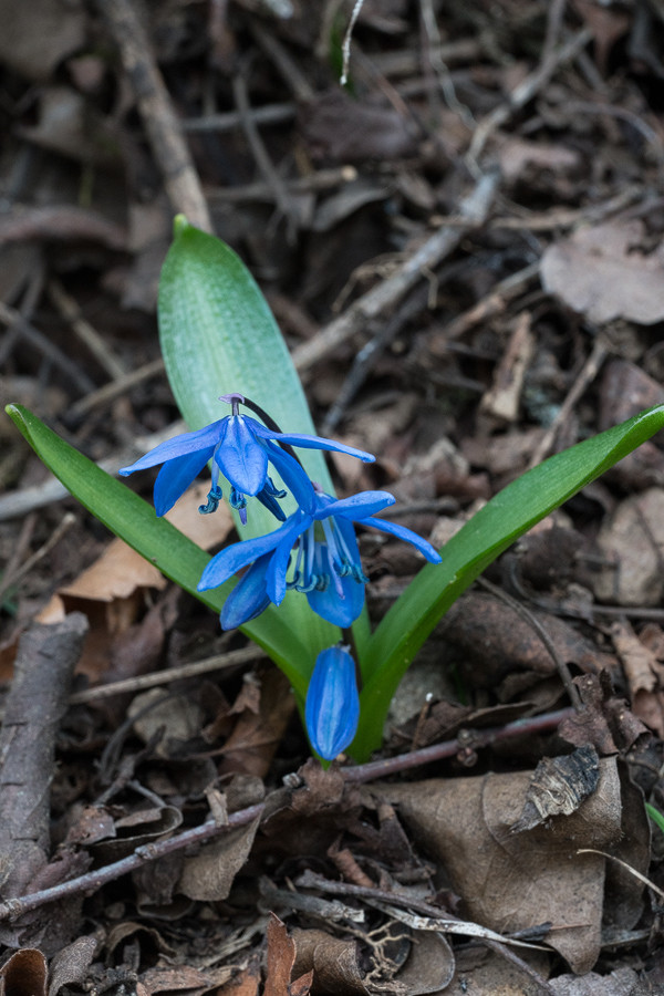 Scilla bifolia. Southern Azerbaijan, 17/2/16.