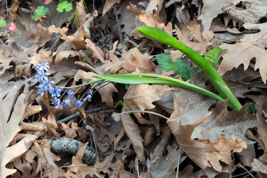 Scilla bifolia, 8/3/16, NW Turkey.