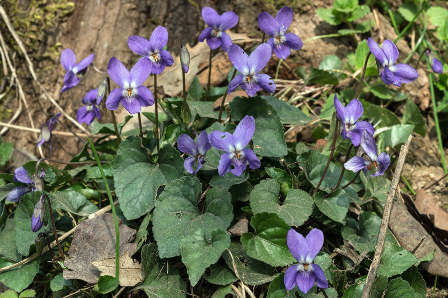 Viola odorata, southern Azerbaijan, 16/2/16.