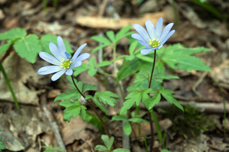 Anemone blanda, north of Tblisi, Georgia, 26/3/16.