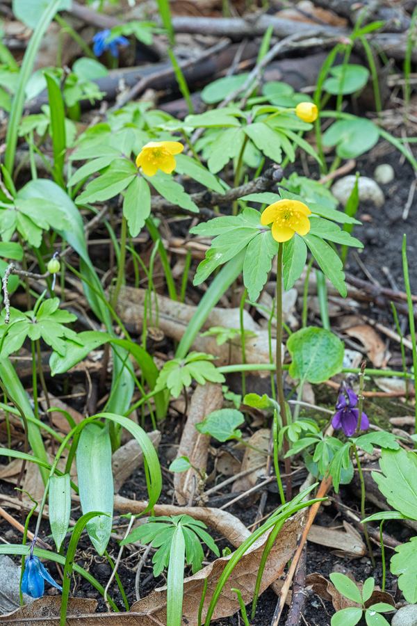 Anemone ranunculoides, flowering with Scilla siberica and Viola sp., Kabardino-Balkaria, 30/3/16.
