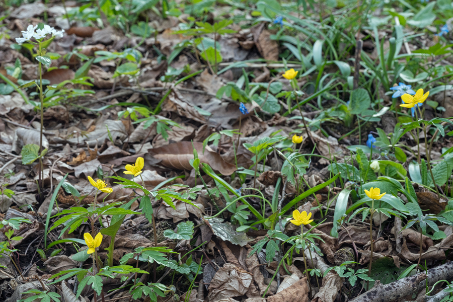 Anemone ranunculoides, Ingushetia, 2/4/16.