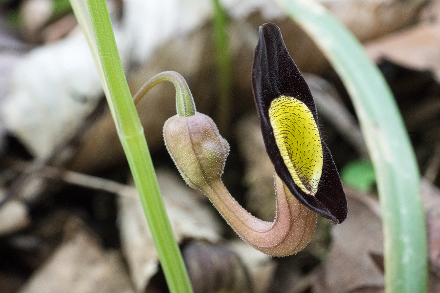 Aristolochia steupii, near Sochi, Russia, 3/4/16.