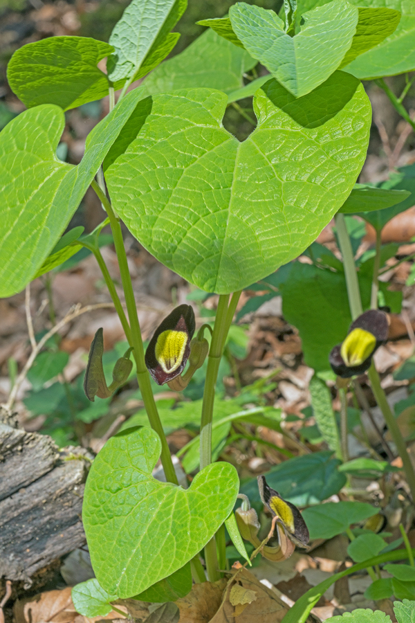 Aristolochia steupii, near Sochi, Russia, 3/4/16.