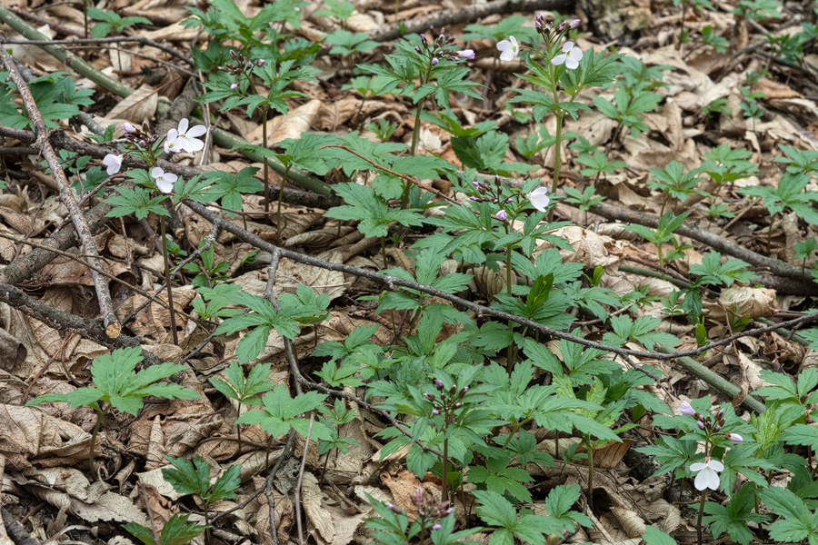 Cardamine quinquefolia, just starting to flower, NE Armenia, 10/3/16.