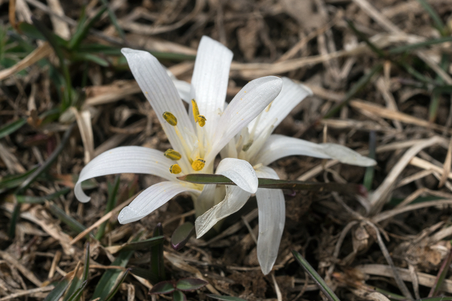 Colchicum or Merendera species, Ingushetia, 1/4/16.