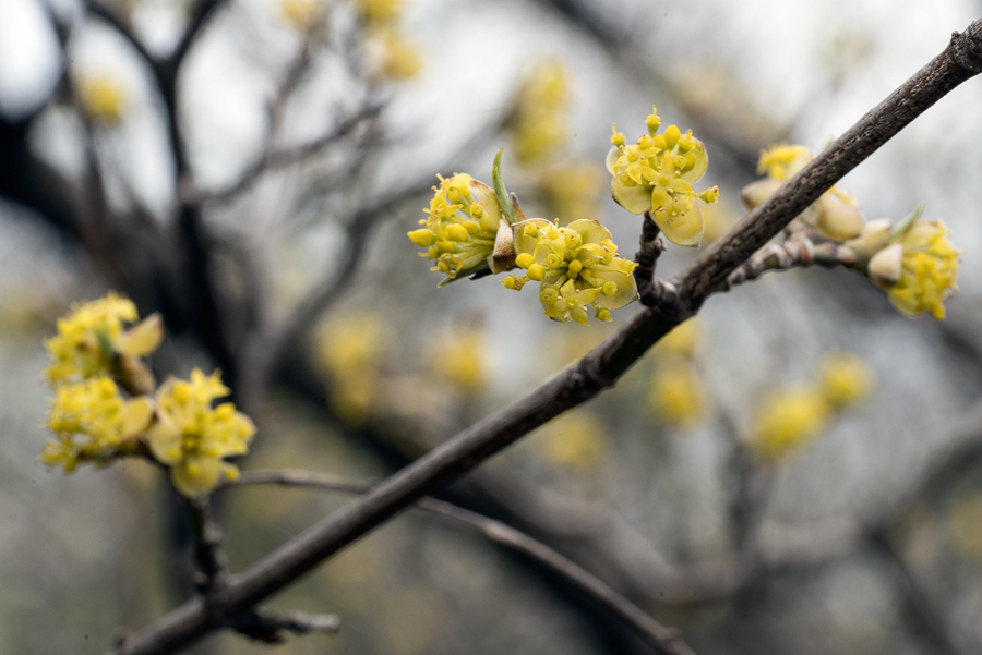 Cornus mas, north of Tblisi, 25/3/16. The fruits are used to make a tasty jam.