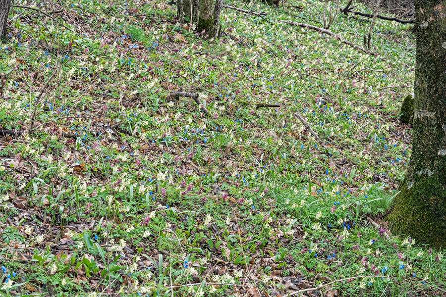 Corydalis&Scilla