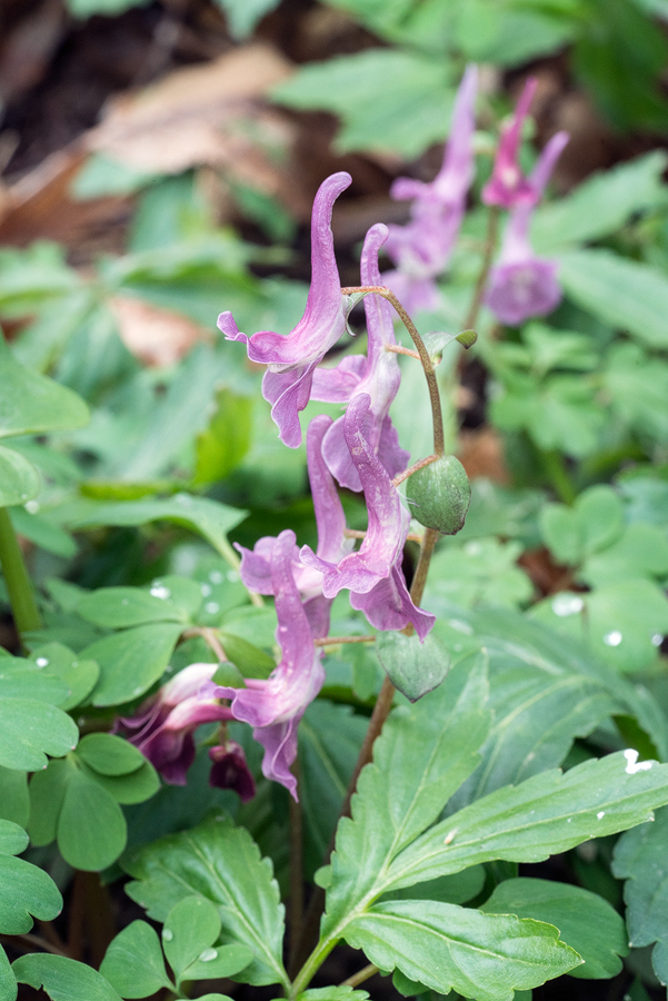 CorydalisSp002