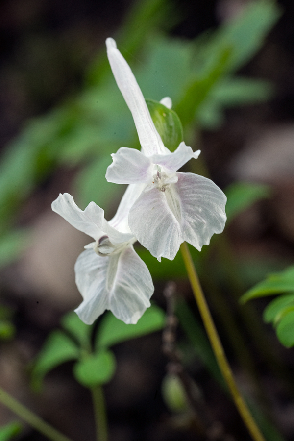 CorydalisSp002
