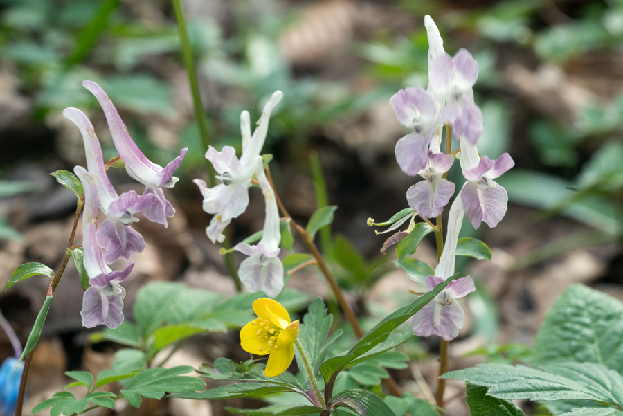Corydalis sp. Ingushetia, 2/4/16.