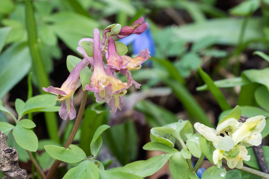 CorydalisSp003