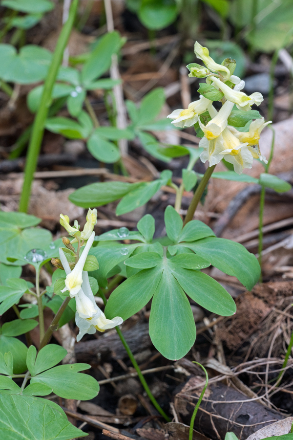 Corydalis cava subsp. marschalliana, Kabardino-Balkaria, 30/3/16.