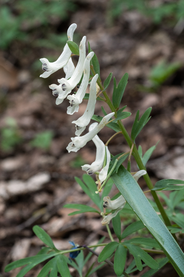 Corydalis caucasica forma alba (syn. C. malkensis), north of Tbilisi, Georgia, 25/3/16.