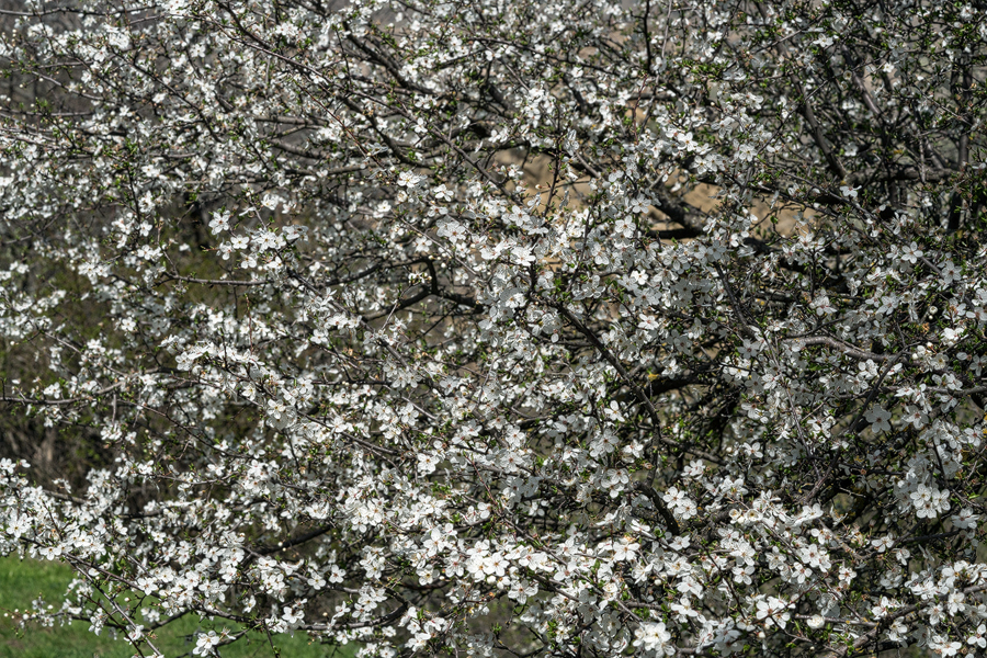 Crataegus sp., David Ghareji, Georgia, 27/3/16.