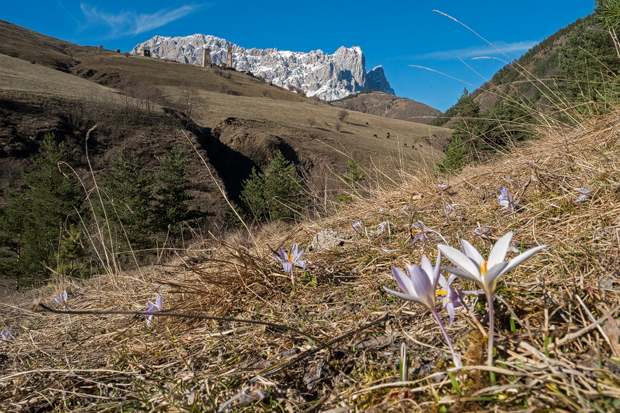 Crocus biflorus subsp.? Ingushetia, 1/4/16.