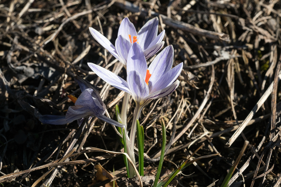 Crocus biflorus subsp.? Ingushetia, 1/4/16.