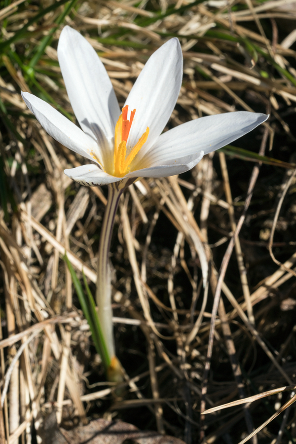 Crocus biflorus subsp.? Ingushetia, 1/4/16.