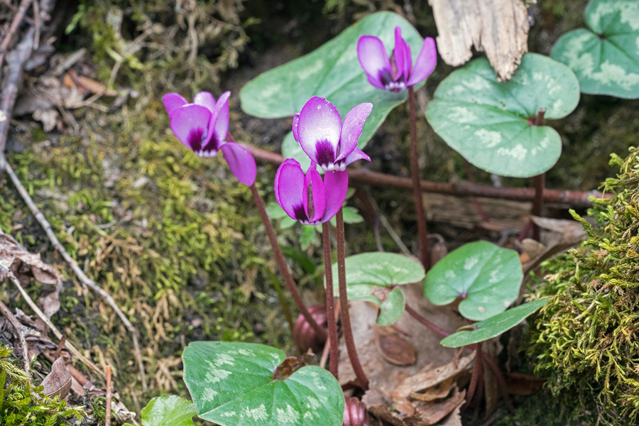 Cyclamen coum, Abkhazia, 4/4/16.