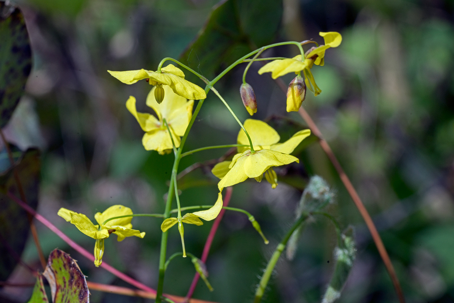 Epimedium pinnatum subsp. colchicum, near Sochi, Russia, 3/4/16.