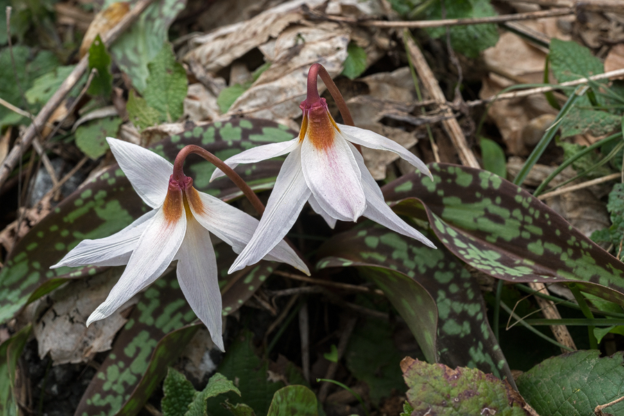 Erythronium caucasicum, Abkhazia, 4/4/16.