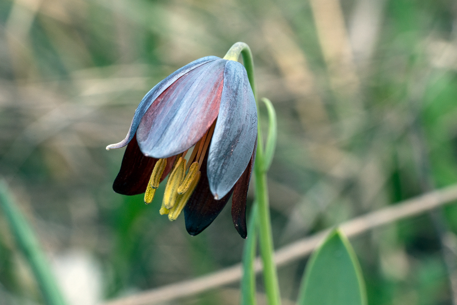 Fritillaria caucasica, Turtle Lake, Tblisi, Georgia, 27/3/16.