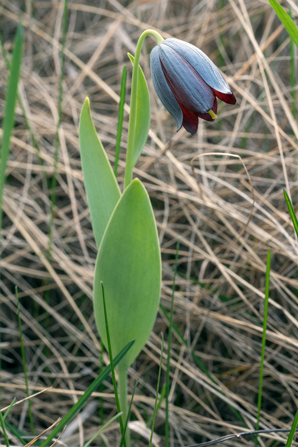 Fritillaria caucasica, Turtle Lake, Tblisi, Georgia, 27/3/16.